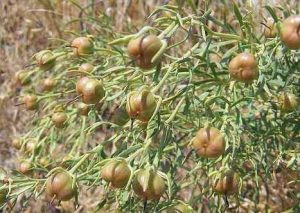 Üzerlik Tohumu, Kullanımı, DMT Etkisi, Faydaları, Zararları ve Diyeti