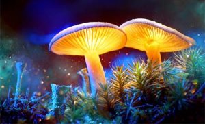 Magic Mushroomların İnsan Bilincine Etkisi ve Sihirli Mantar Deneyimi